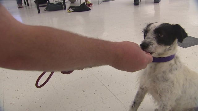 Well-known dog trainer helping Bayou Animal Services build new shelter