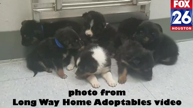Puppies found in trash can, rescued, available for adoption