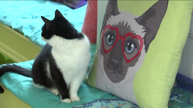 Bayou City Buzz - El Gato Coffee House