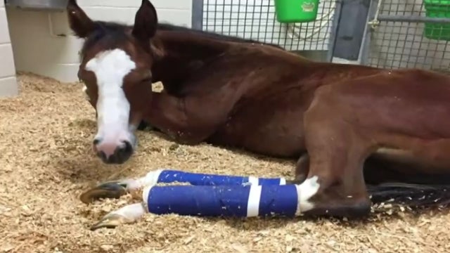 Horse owner sues Texas A&M veterinary department for malpractice