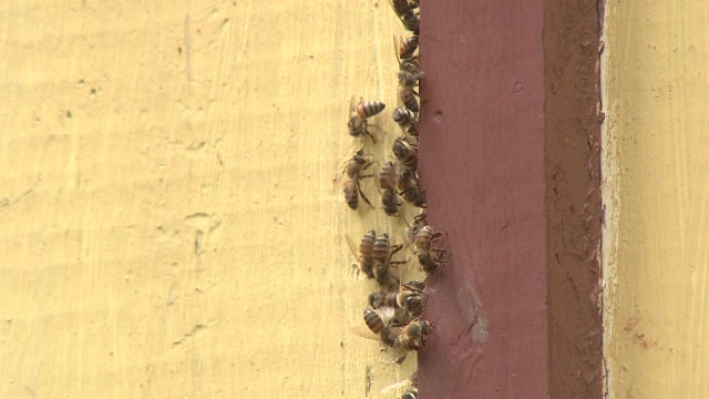 Bee invasion in Third Ward home