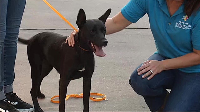 Harris County Animal Shelter transporting 70 animals to Oklahoma