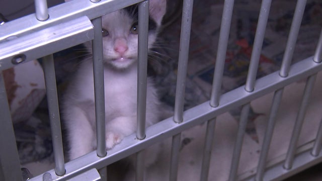 Harris County Animal Shelter three times over capacity