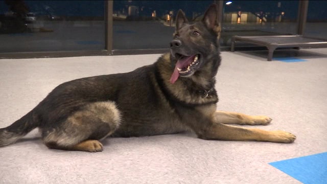 Bayou City Buzz - Meadowlake Pet Resort & Training Center