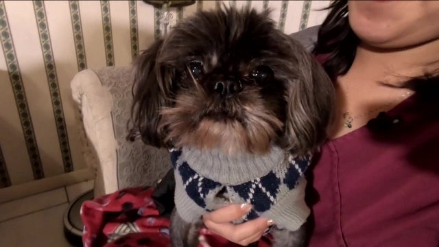 Little dog dumped near county shelter illustrates growing epidemic