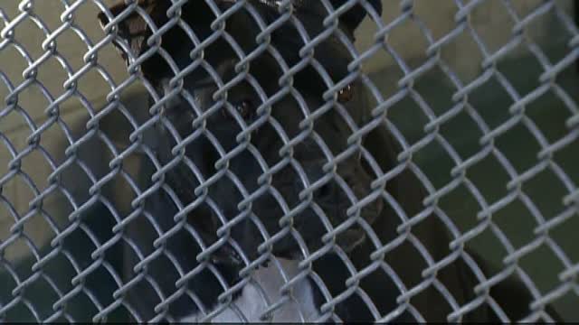 Elderly Couple Gifted New Puppy After Tragic Loss