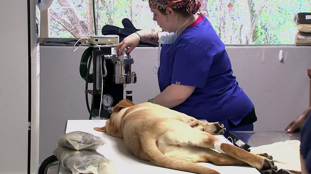 How to save your pet when veterinary care costs are extreme