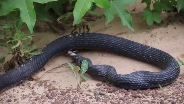 Snake Regurgitates Another Live Snake in Texas