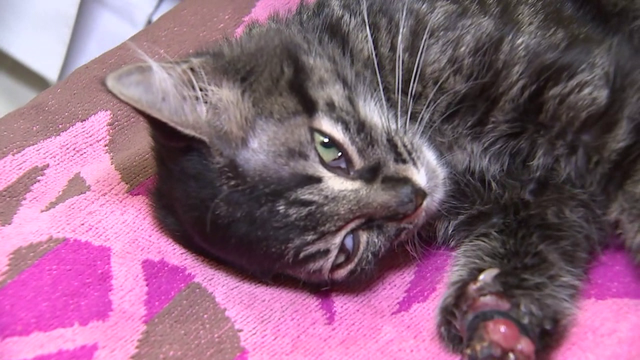 Vet says 14-week-old kitten worst animal cruelty case he's ever seen