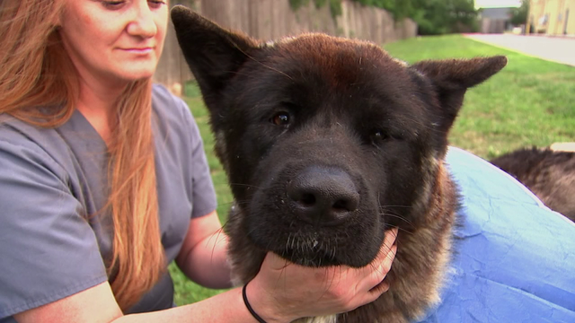 Two Akitas surrendered to Houston shelter after being shot need forever homes