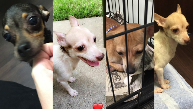Chihuahuas rescued by teenagers in Clear Lake