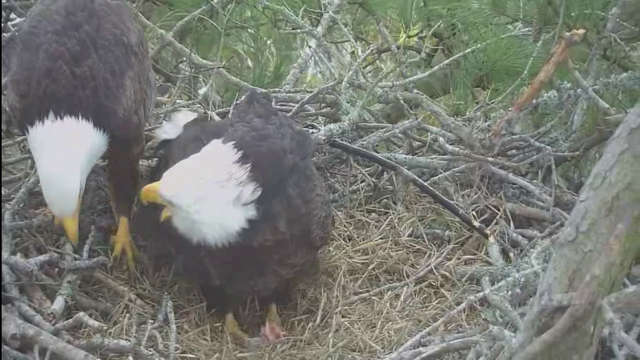 Pair of nesting bald eagles call Webster home every winter