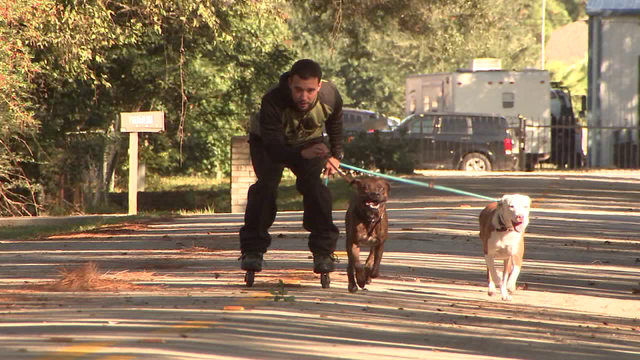 Houston's dog whisperer last chance for dogs with behavioral issues