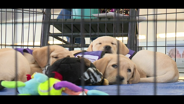 Puppies relieve stress for holiday airport travelers