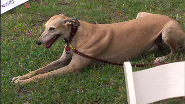 FDA warns giving bone treats to dogs could be deadly