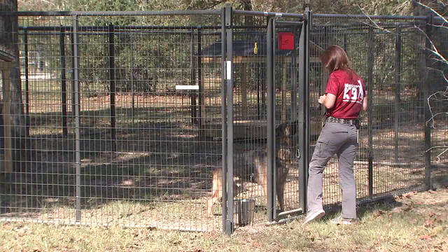 Veteran K9 Rescue Ranch trains retired military, police dogs for adoption