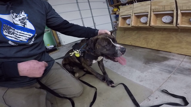 Philadelphia organization trains Pit Bulls to be drug detection dogs for police