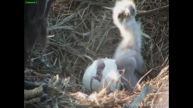Webster eagles care for their newly hatched eaglets