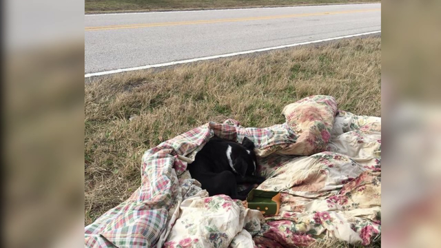 Poisoned pet found wrapped in bloody blanket