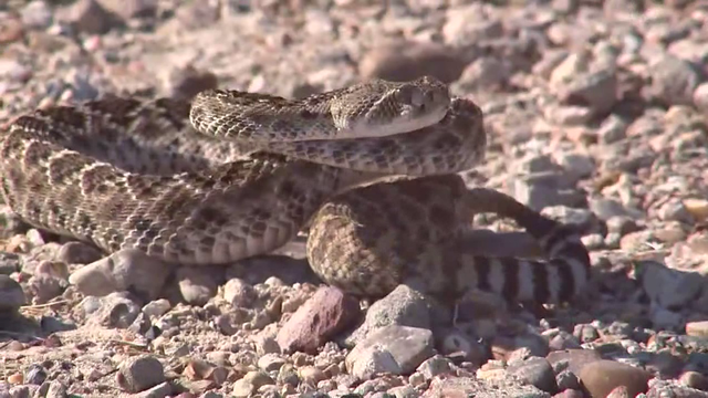 Spring in Texas means snakes ending hibernation