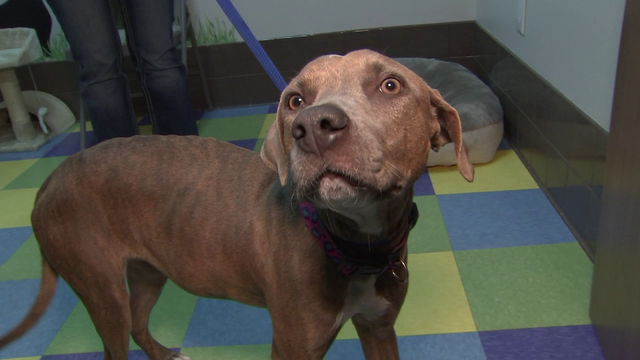 Probe into donated medication at animal shelter ends