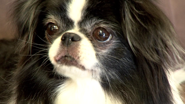 Stranger rewarded for returning missing dog that was dumped in busy street