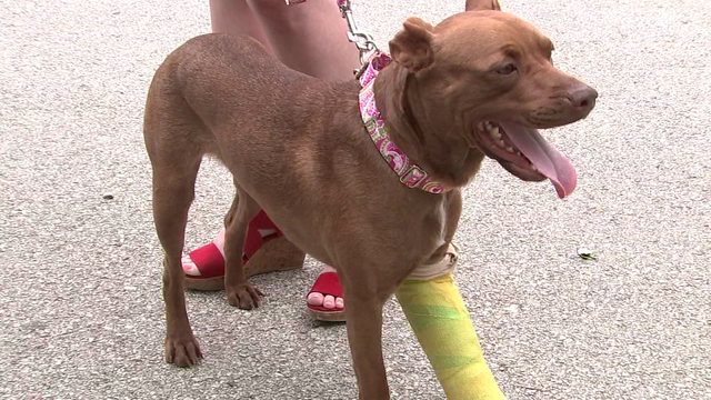 Animal advocates want justice for abused dog