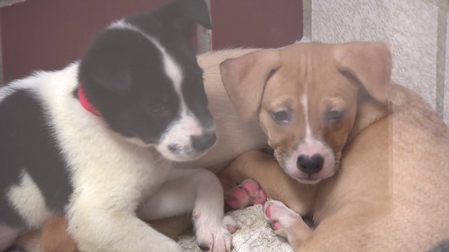 BARC temporarily not accepting animals to combat upper respiratory illness