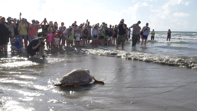 32 rescued sea turtles released into Gulf of Mexico