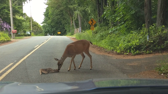 Mother deer nudges fawn out of danger on road