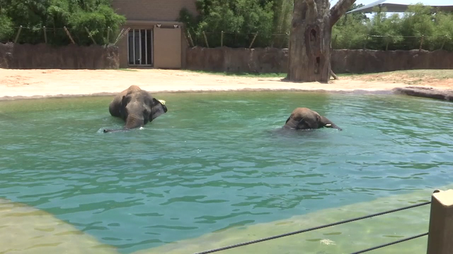 Houston Zoo helping animals cool down in extreme heat