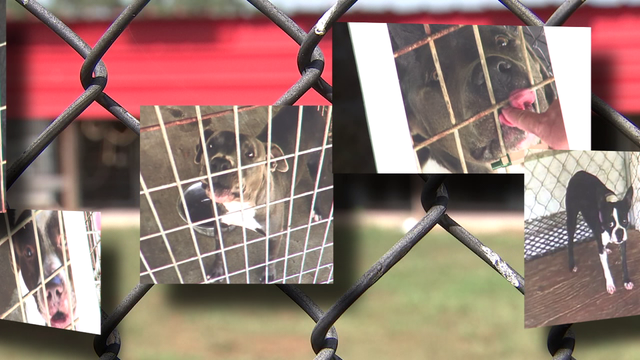 12 dogs euthanized 24 hours after rescue group takes pictures to find homes