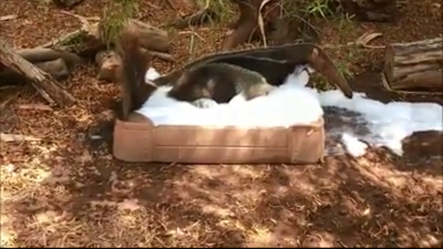 Anteater enjoys a bubble bath at the Phoenix Zoo