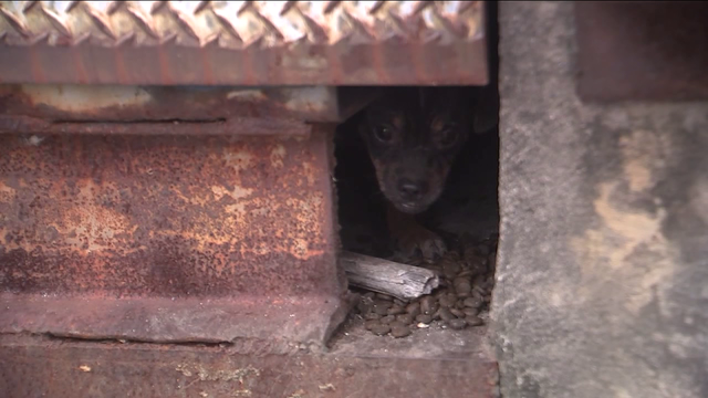 More than 30 abandoned dogs rescued in southwest Houston