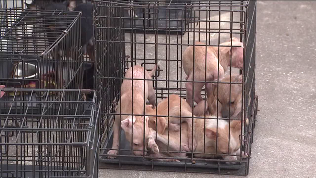 Another 33 dogs found dumped day after dozens rescued