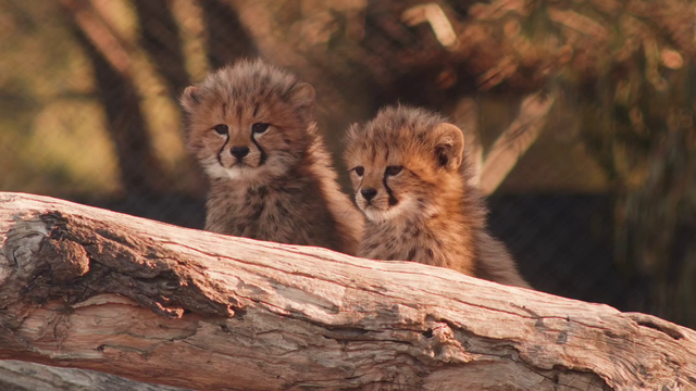 Cheetah cubs born at Taronga Western Plains Zoo are picture of health