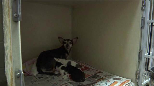 About 100 animals a day surrendered to Harris County Animal Shelter