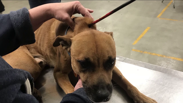 Houston authorities seek person who shot dog with arrow, left him to die