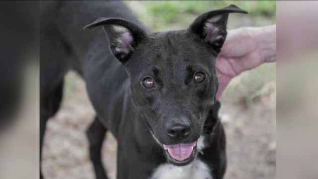 Fort Bend Co. Animal Services at critical capacity, waiving adoption fees