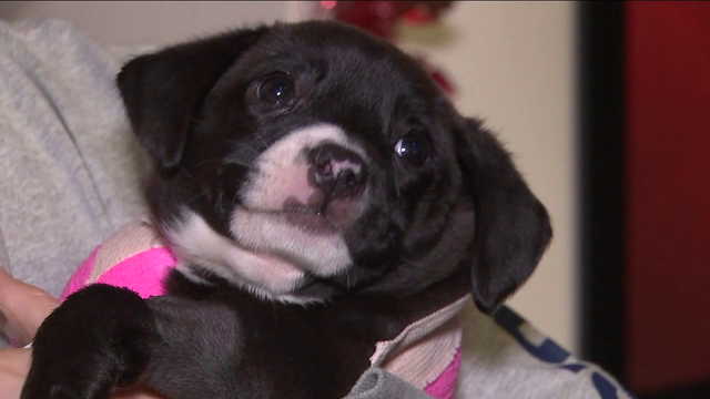 8-week-old puppy found in plastic bin with leg missing