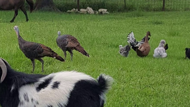 Bobcat terrorizes Pearland farm, leaves beloved pony 'clinging to life'