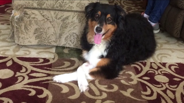 Owner of dog stolen in Houston prays for Christmas miracle