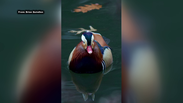 Rare Mandarin duck appears in Pennsylvania county