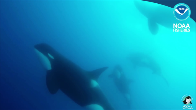 Scientists discover different kind of killer whale off Chile