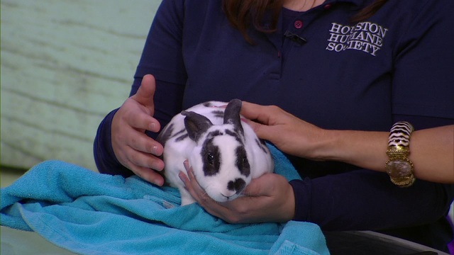 Things to consider before getting a pet rabbit this Easter