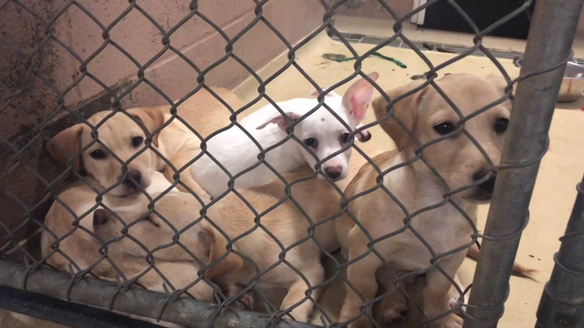 Harris County Animal Shelter urges adoptions, fostering amid overcrowding