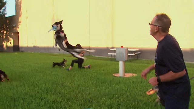 Houston taking part in K9 Toss & Fetch Worldwide Championship