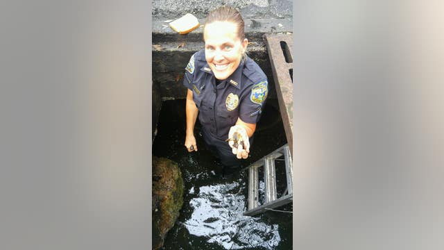Six ducklings rescued from Melbourne storm drain