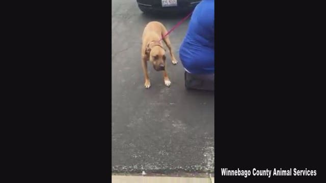 WATCH: Reunion between man and beloved dog