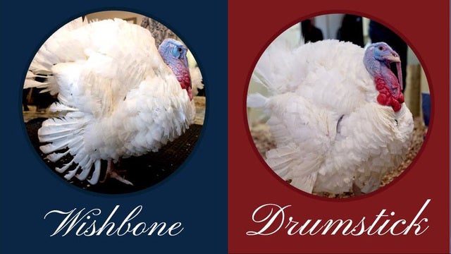 Showbird turkeys seeking Trump pardon must first strut stuff